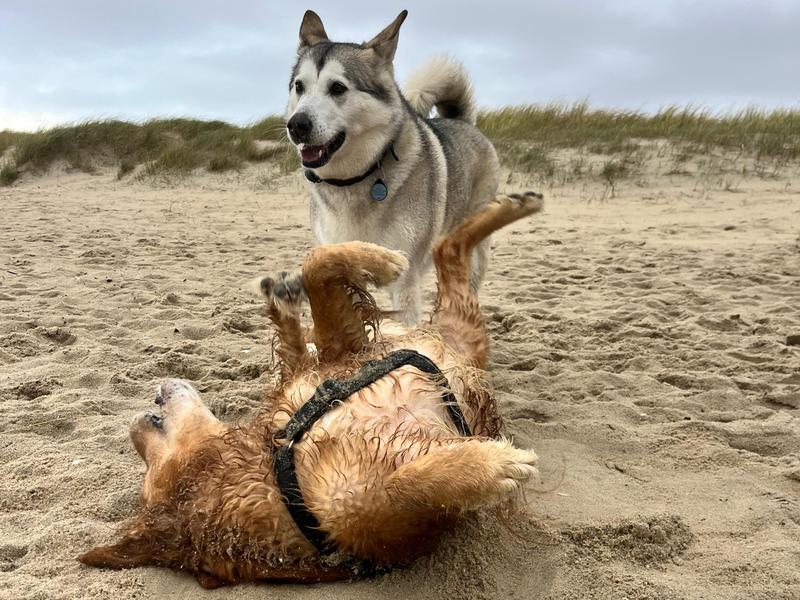  Gemeinschaft und Erholung in Dänemark am Strand auch für die Hunde